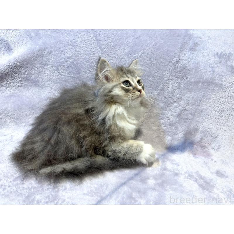 販売中の東京都のノルウェージャンフォレストキャット-134362の5枚目
