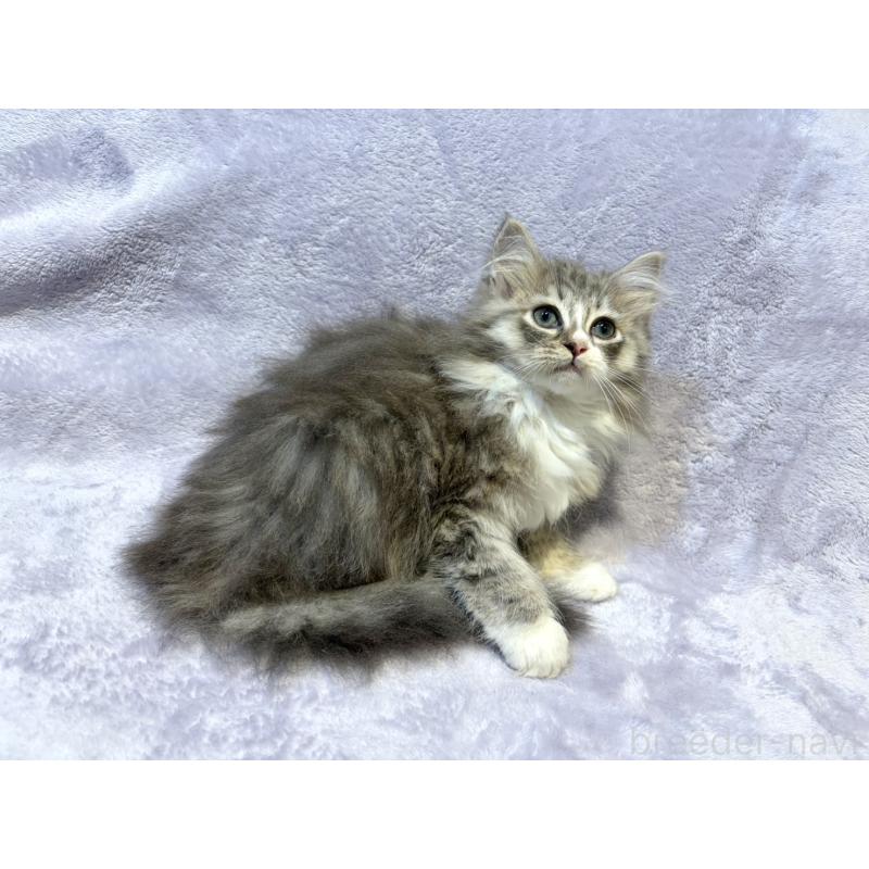 販売中の東京都のノルウェージャンフォレストキャット-134362の4枚目