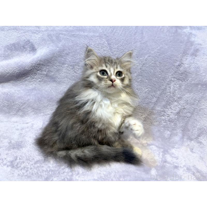 販売中の東京都のノルウェージャンフォレストキャット-134362の3枚目