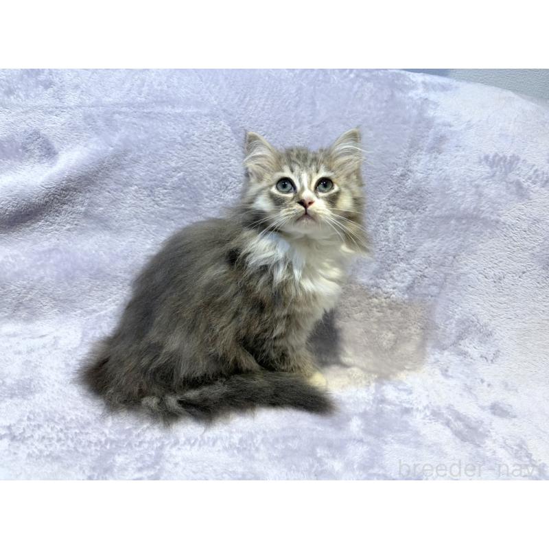 販売中の東京都のノルウェージャンフォレストキャット-134362の2枚目