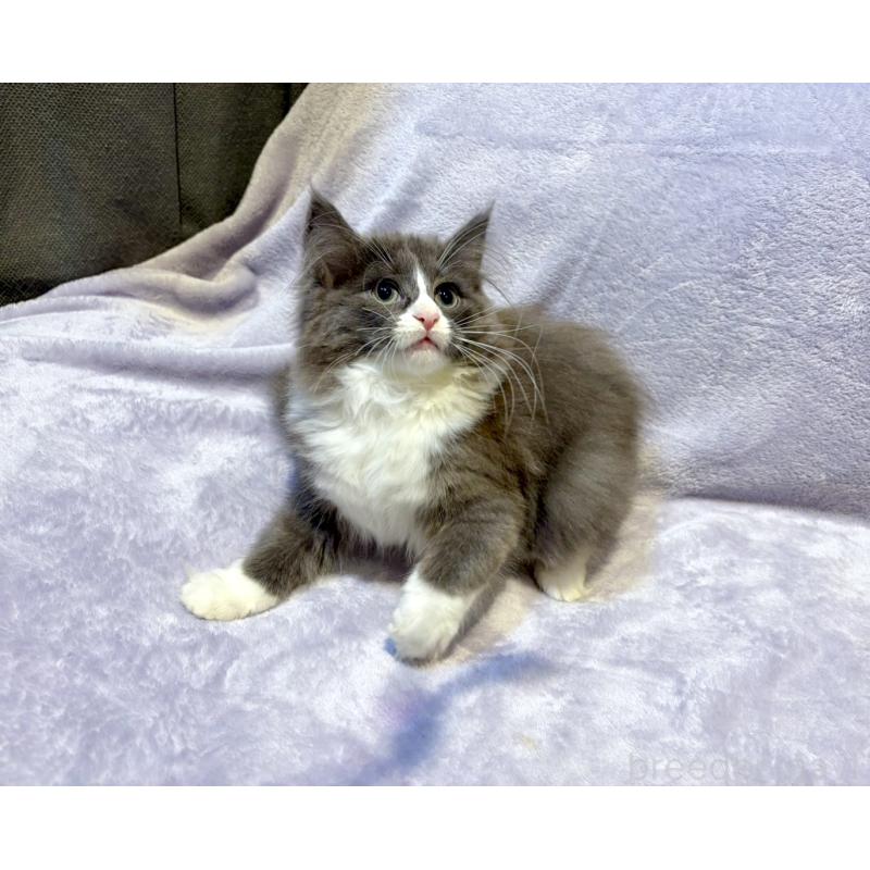 販売中の東京都のノルウェージャンフォレストキャット-134363の12枚目