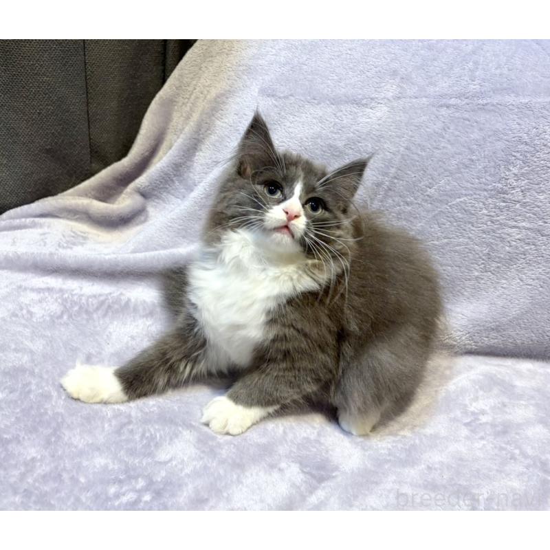販売中の東京都のノルウェージャンフォレストキャット-134363の11枚目