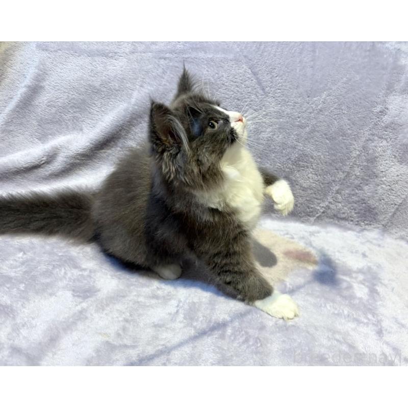 販売中の東京都のノルウェージャンフォレストキャット-134363の10枚目