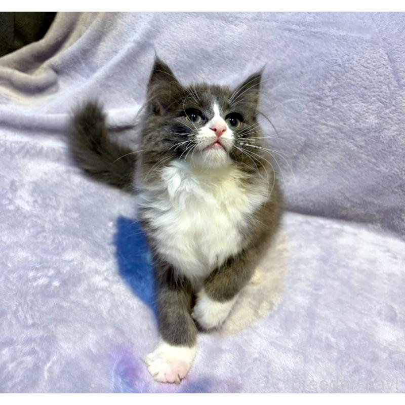 販売中の東京都のノルウェージャンフォレストキャット-134363の9枚目