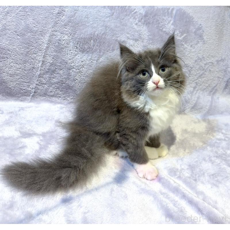 販売中の東京都のノルウェージャンフォレストキャット-134363の8枚目