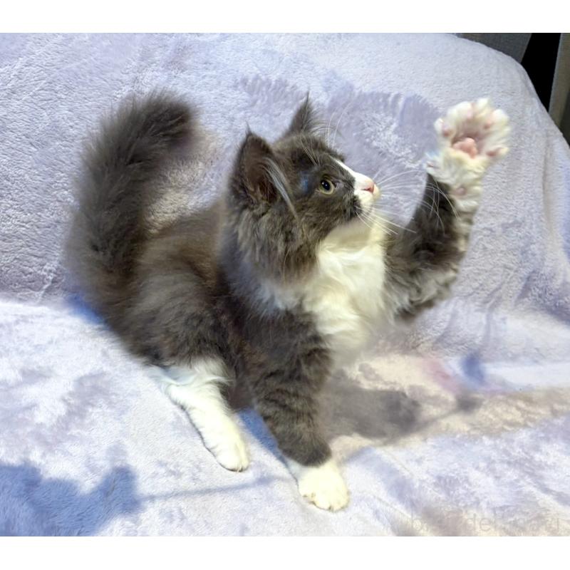 販売中の東京都のノルウェージャンフォレストキャット-134363の7枚目