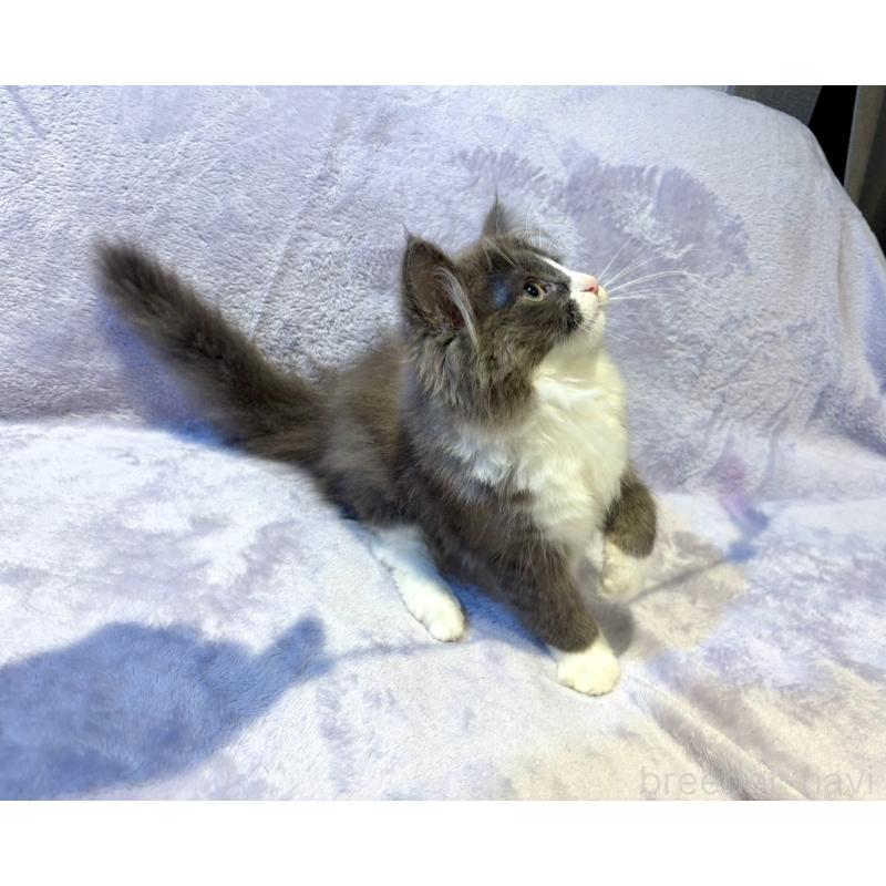 販売中の東京都のノルウェージャンフォレストキャット-134363の6枚目