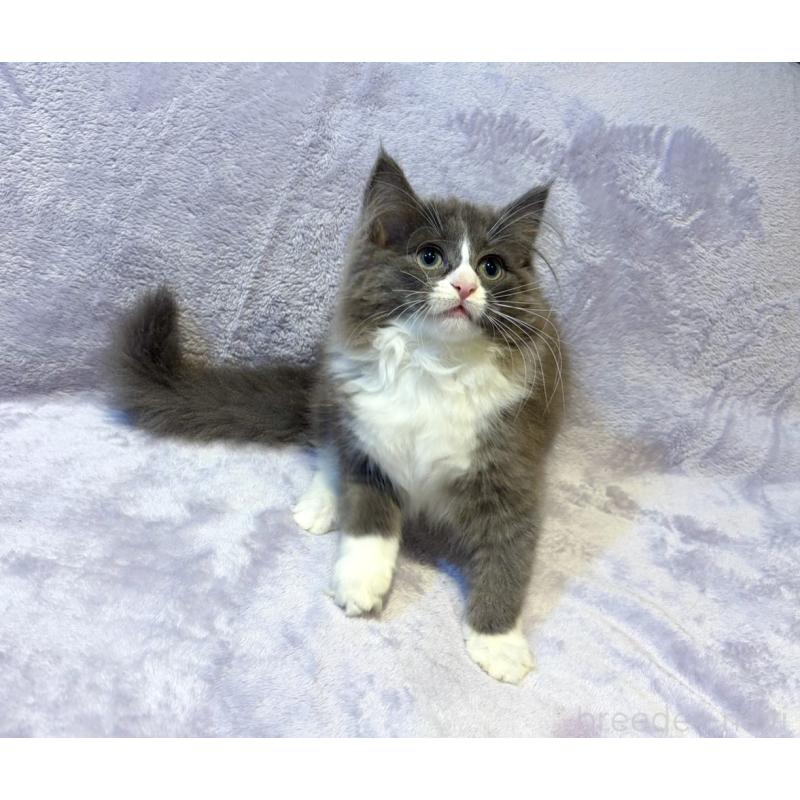 販売中の東京都のノルウェージャンフォレストキャット-134363の5枚目