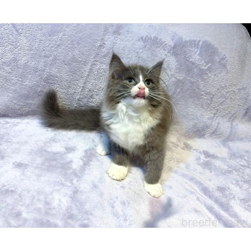 販売中の東京都のノルウェージャンフォレストキャット-134363の4枚目