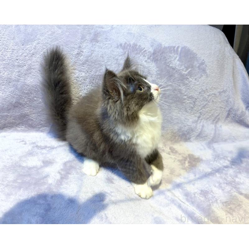 販売中の東京都のノルウェージャンフォレストキャット-134363の3枚目