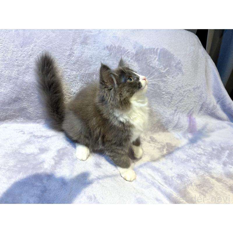 販売中の東京都のノルウェージャンフォレストキャット-134363の2枚目