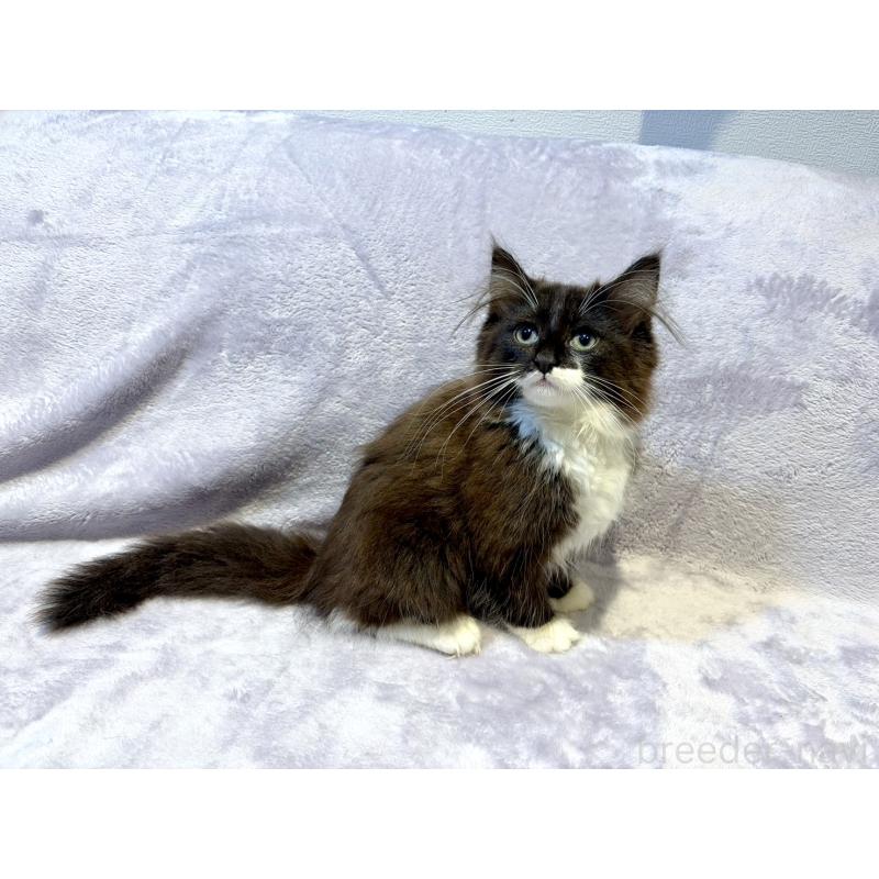 販売中の東京都のノルウェージャンフォレストキャット-134364の8枚目