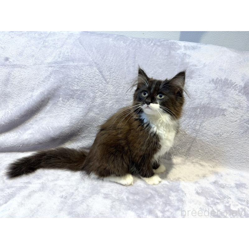 販売中の東京都のノルウェージャンフォレストキャット-134364の7枚目