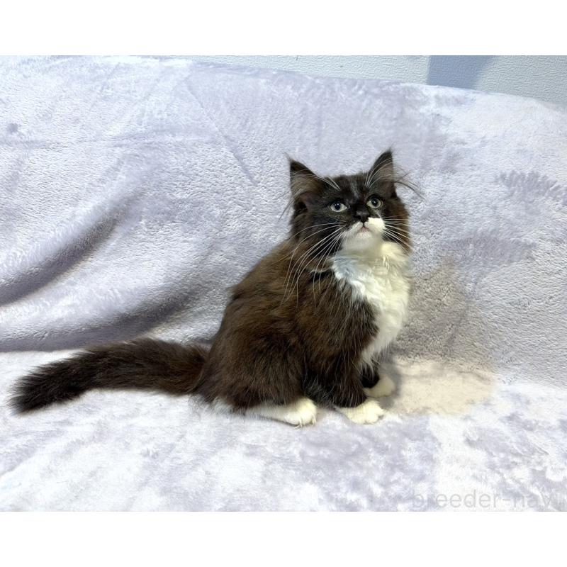 販売中の東京都のノルウェージャンフォレストキャット-134364の6枚目