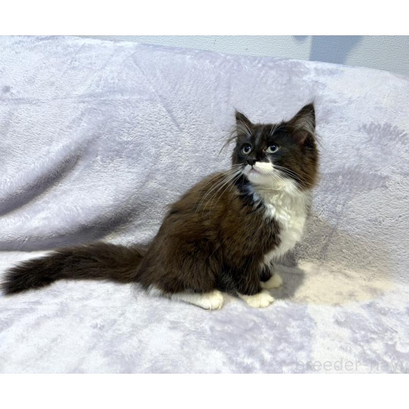 販売中の東京都のノルウェージャンフォレストキャット-134364の5枚目