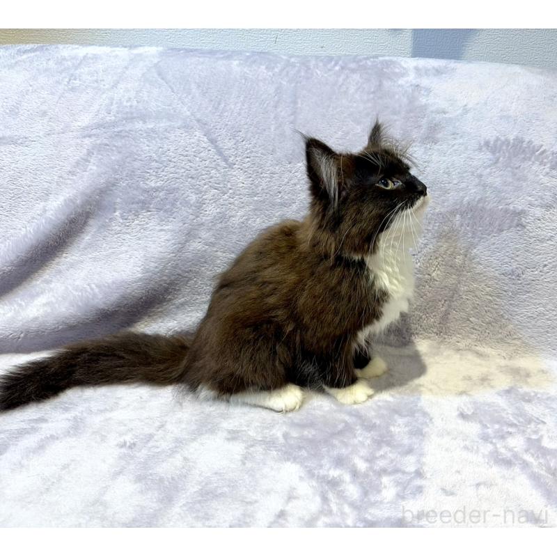 販売中の東京都のノルウェージャンフォレストキャット-134364の4枚目