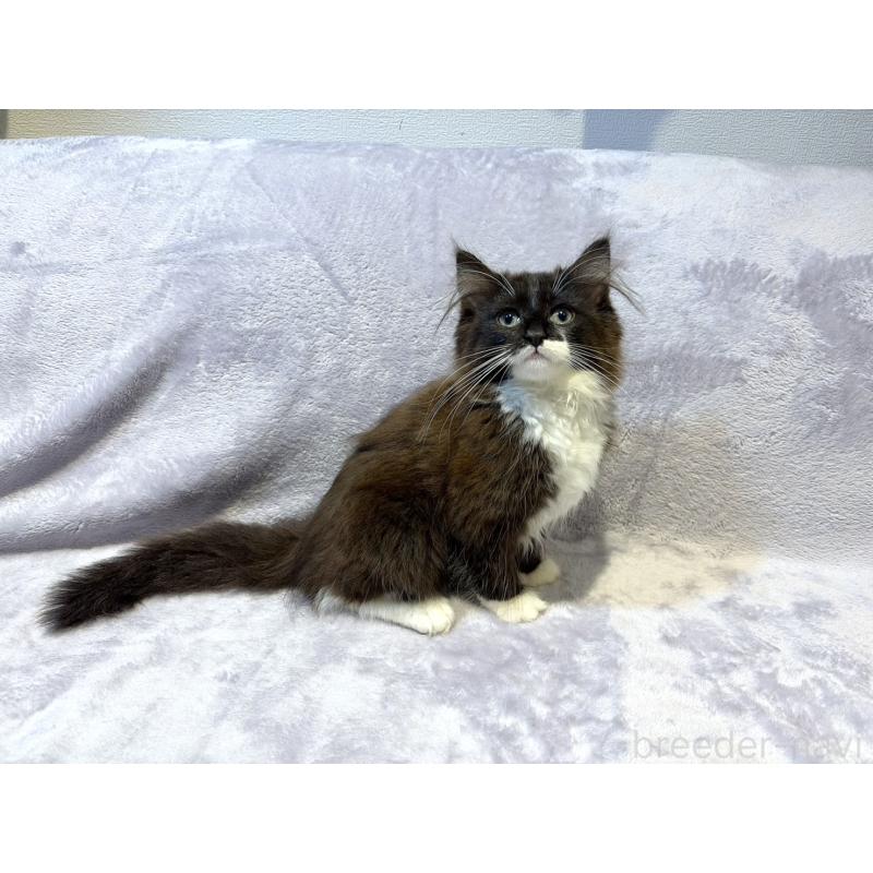 販売中の東京都のノルウェージャンフォレストキャット-134364の3枚目