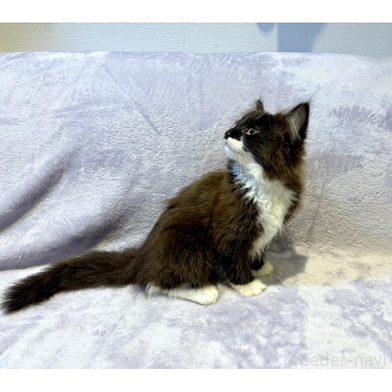 販売中の東京都のノルウェージャンフォレストキャット-134364の2枚目
