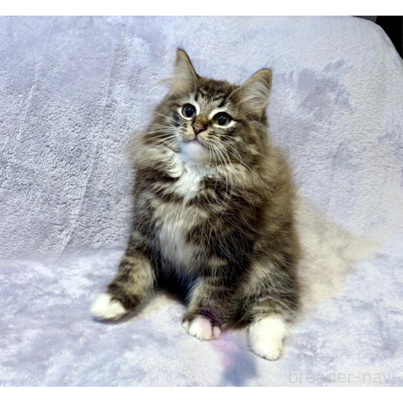 販売中の東京都のノルウェージャンフォレストキャット-134365の8枚目