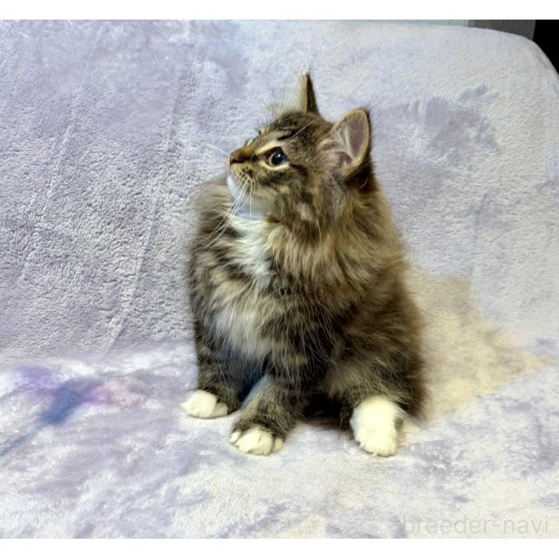 販売中の東京都のノルウェージャンフォレストキャット-134365の7枚目