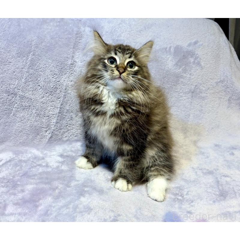 販売中の東京都のノルウェージャンフォレストキャット-134365の6枚目