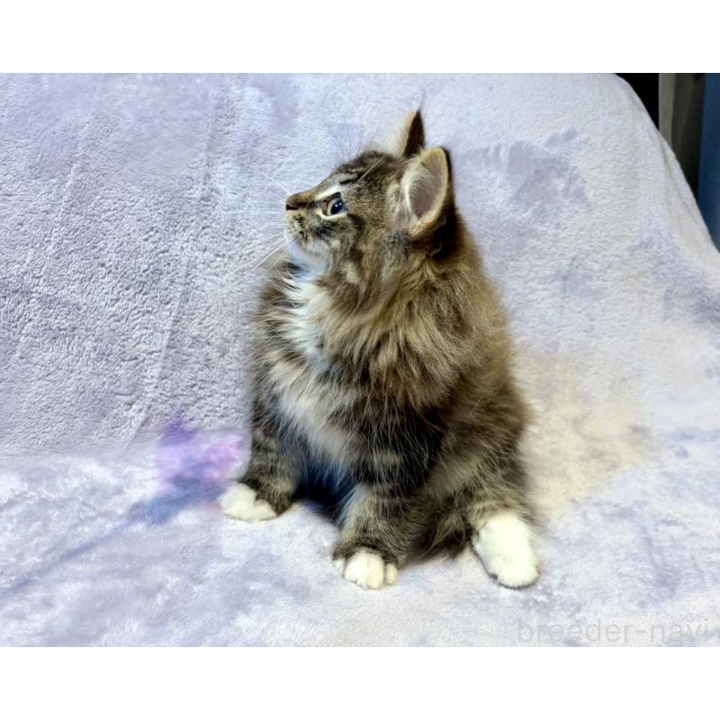 販売中の東京都のノルウェージャンフォレストキャット-134365の5枚目