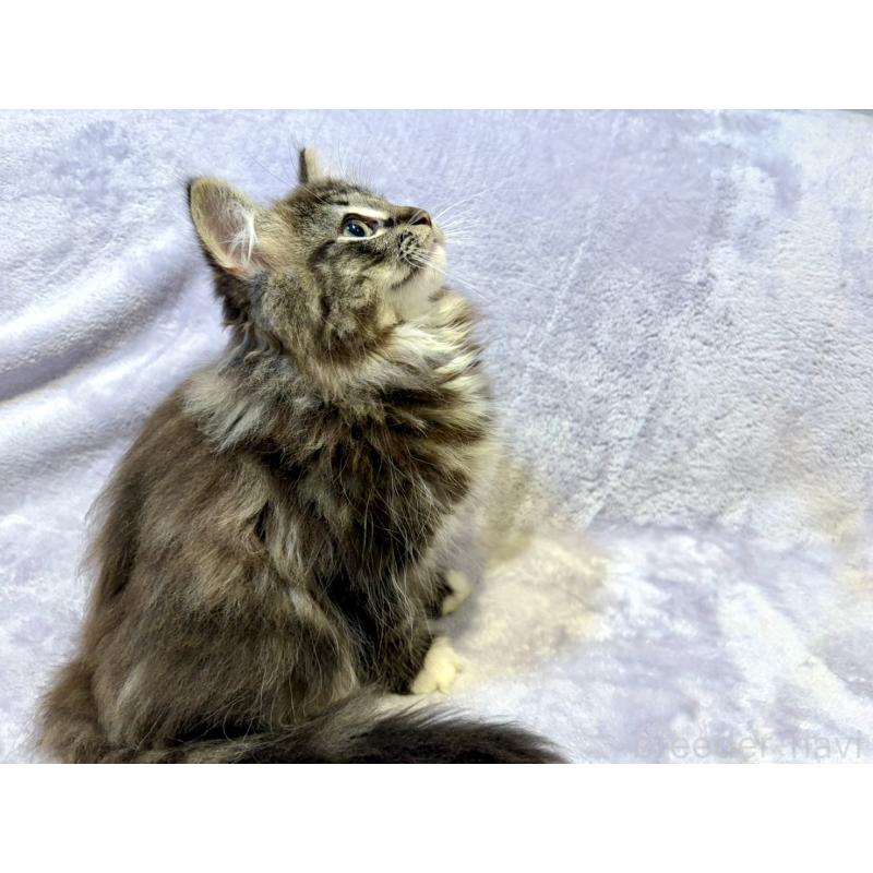 販売中の東京都のノルウェージャンフォレストキャット-134365の4枚目