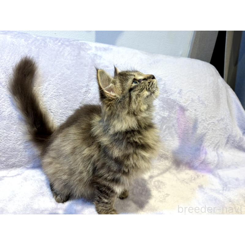 販売中の東京都のノルウェージャンフォレストキャット-134365の2枚目