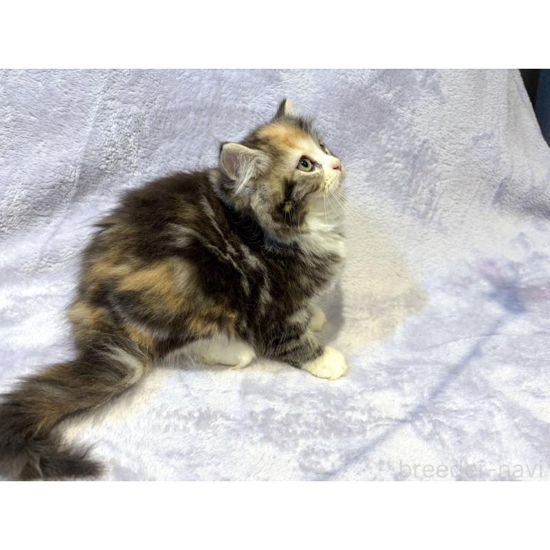 販売中の東京都のスコティッシュフォールド-134366の10枚目