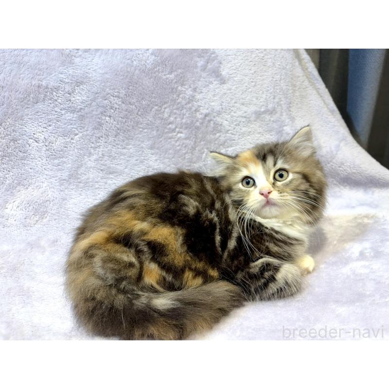 販売中の東京都のスコティッシュフォールド-134366の8枚目