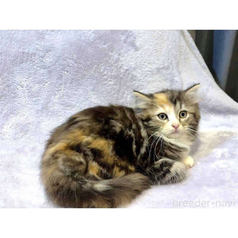 販売中の東京都のスコティッシュフォールド-134366の7枚目