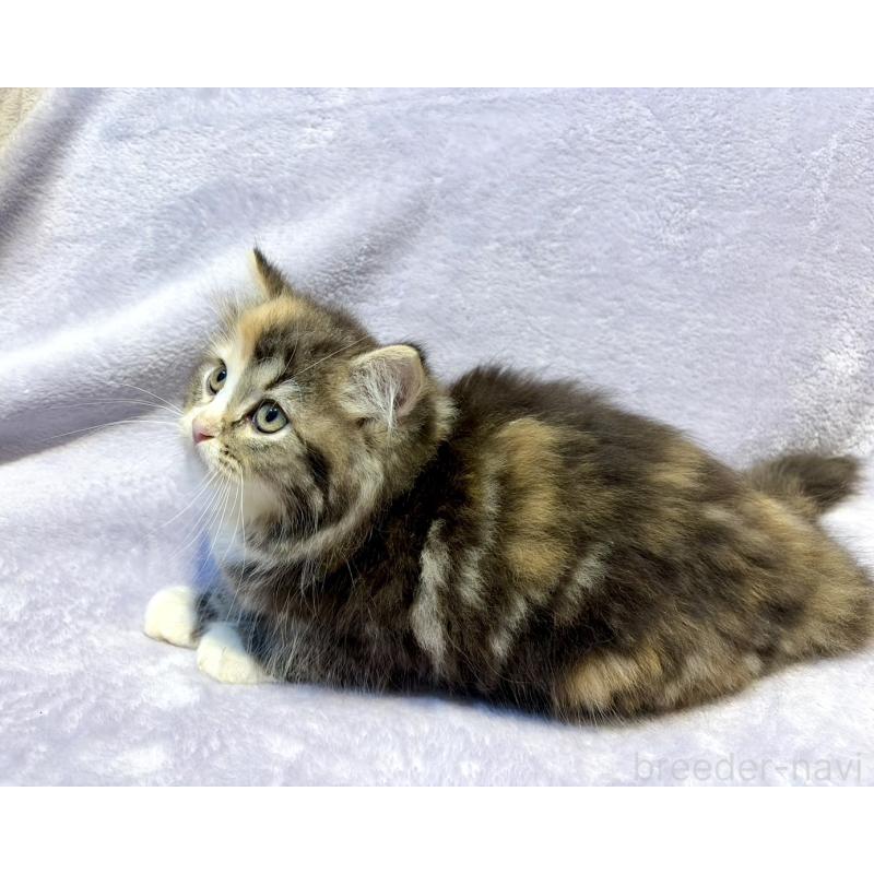 販売中の東京都のスコティッシュフォールド-134366の6枚目