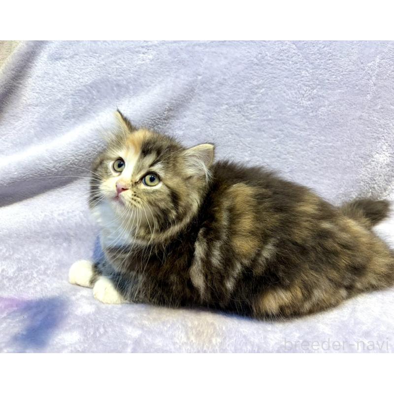 販売中の東京都のスコティッシュフォールド-134366の5枚目