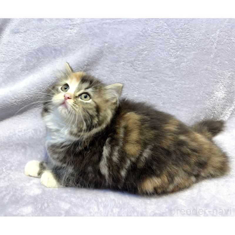 販売中の東京都のスコティッシュフォールド-134366の3枚目