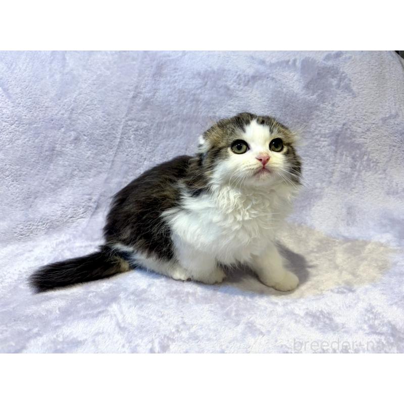 販売中の東京都のスコティッシュフォールド(折れ耳)-134367の6枚目
