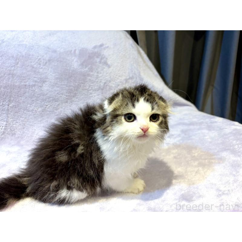 販売中の東京都のスコティッシュフォールド(折れ耳)-134367の5枚目