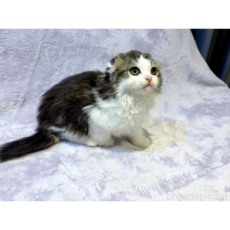 販売中の東京都のスコティッシュフォールド(折れ耳)-134367の4枚目