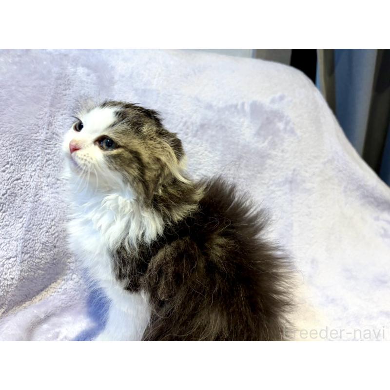 販売中の東京都のスコティッシュフォールド(折れ耳)-134367の3枚目