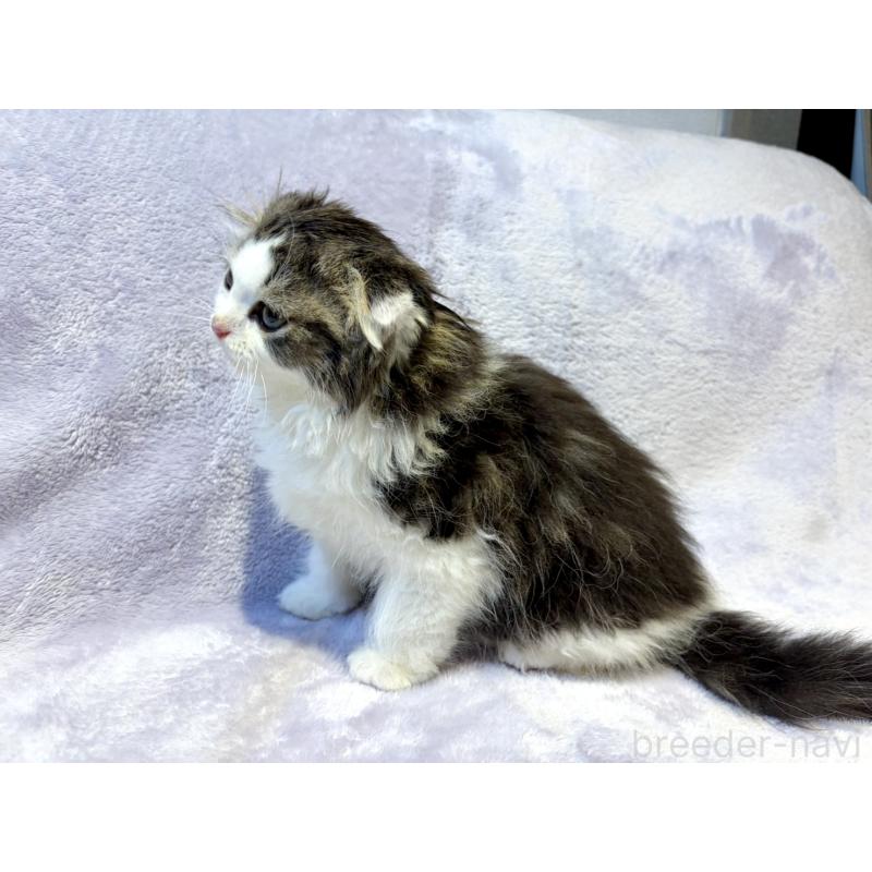 販売中の東京都のスコティッシュフォールド(折れ耳)-134367の2枚目