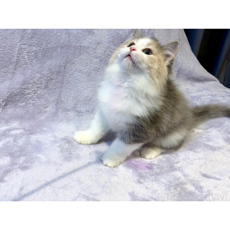 販売中の東京都のノルウェージャンフォレストキャット-134368の10枚目