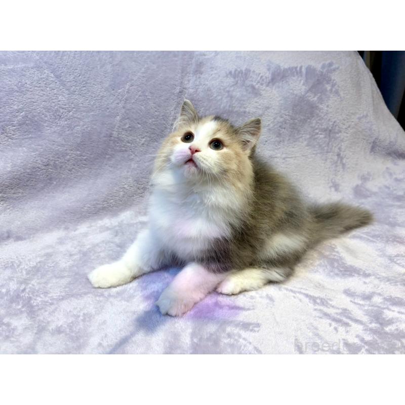 販売中の東京都のノルウェージャンフォレストキャット-134368の9枚目