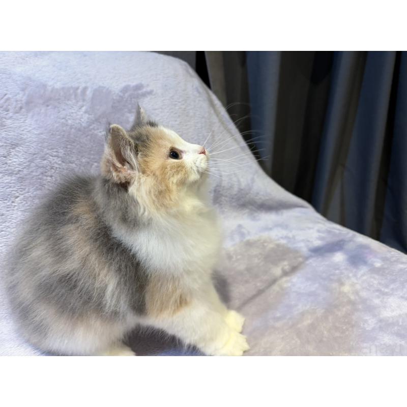 販売中の東京都のノルウェージャンフォレストキャット-134368の8枚目