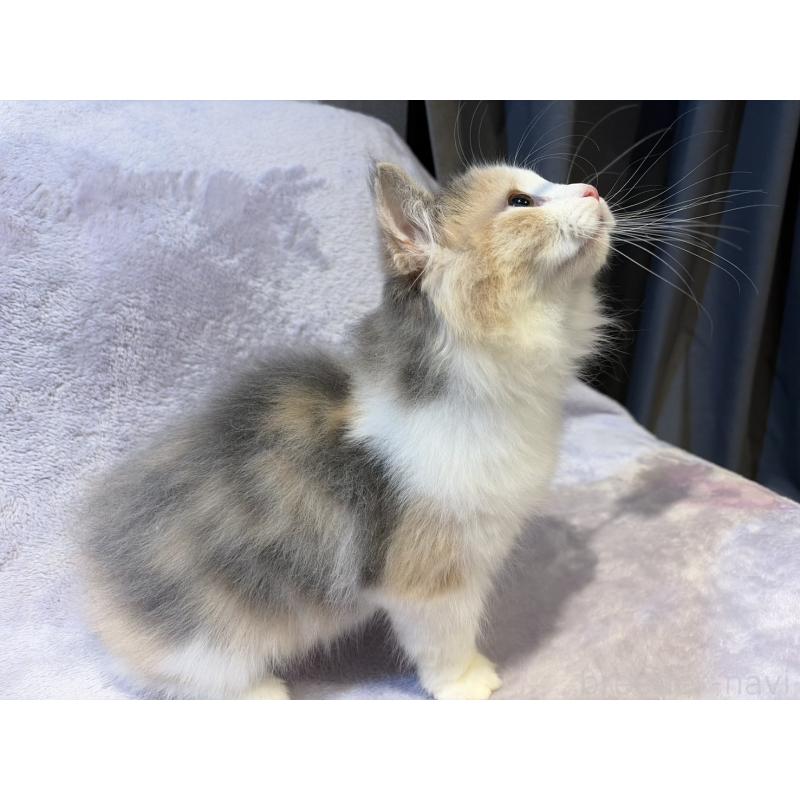 販売中の東京都のノルウェージャンフォレストキャット-134368の5枚目