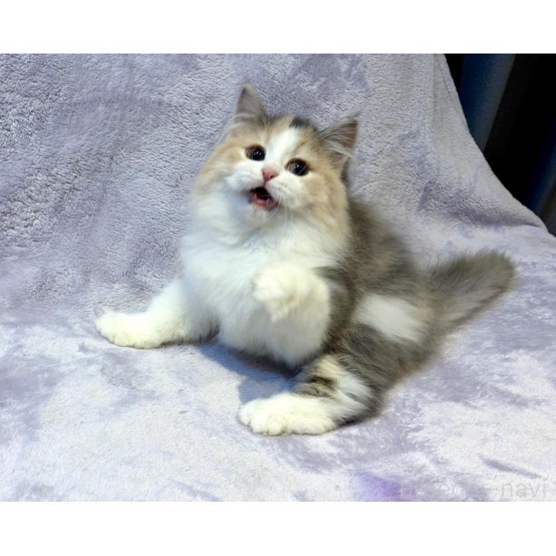 販売中の東京都のノルウェージャンフォレストキャット-134368の6枚目