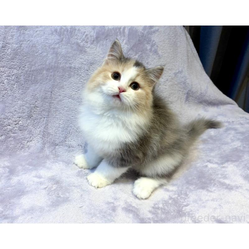 販売中の東京都のノルウェージャンフォレストキャット-134368の4枚目