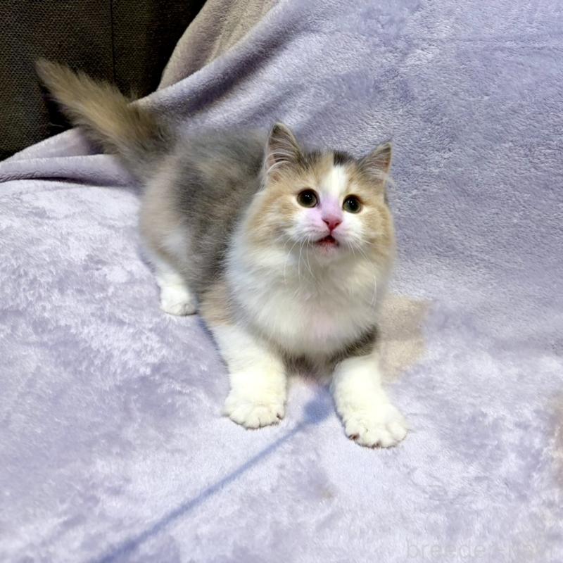 販売中の東京都のノルウェージャンフォレストキャット-134368の3枚目