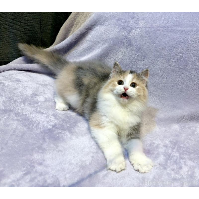 販売中の東京都のノルウェージャンフォレストキャット-134368の2枚目