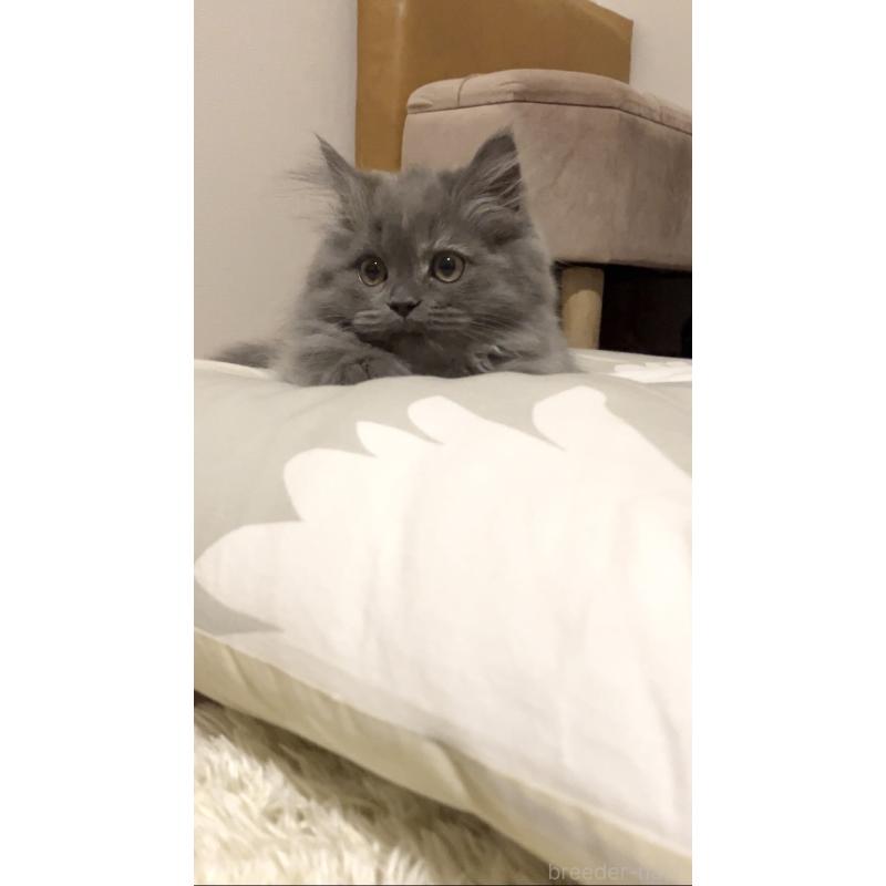 成約済の東京都のサイベリアン-132304の2枚目