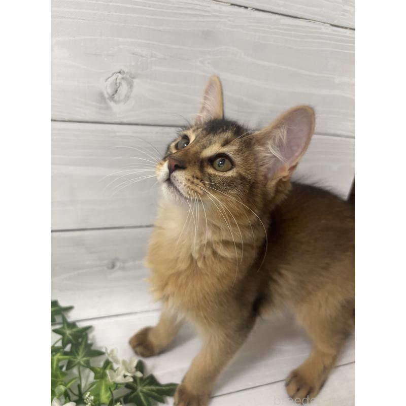 販売中の京都府のソマリ-127237の9枚目