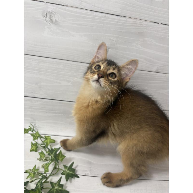 販売中の京都府のソマリ-127237の8枚目